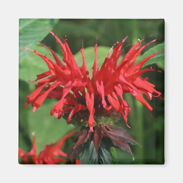 Imán Bee Balm Magnet (Frente)