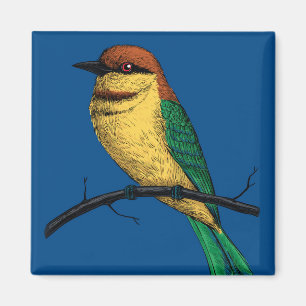 Imán Bee eater