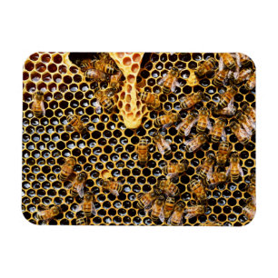 Imán Bee Hive con Honeycomb cerca