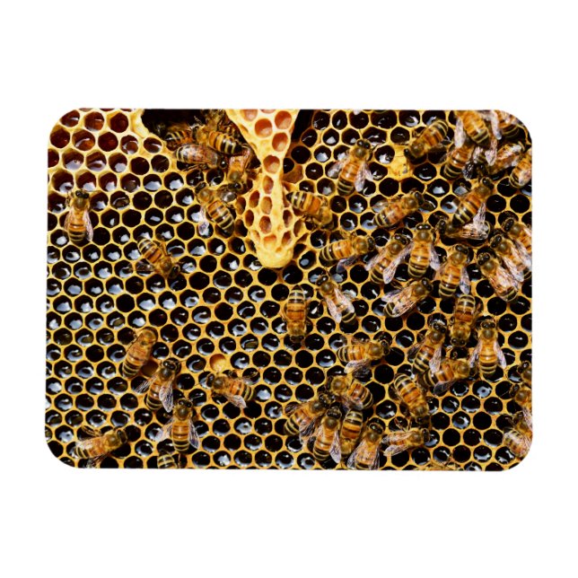 Imán Bee Hive con Honeycomb cerca (Horizontal)