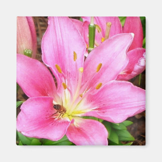 Imán Bee in a Lilly
