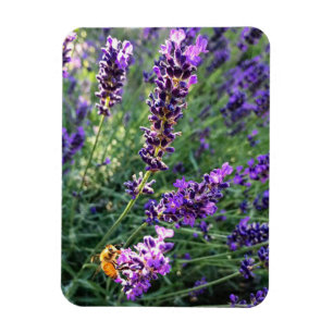 Imán Bee & Lavender