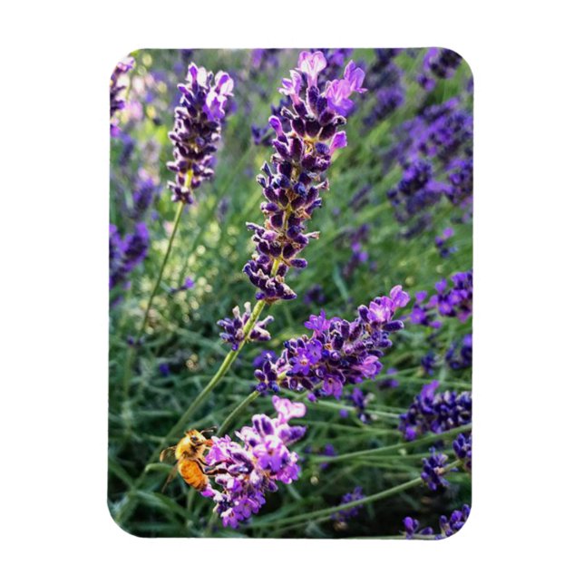 Imán Bee & Lavender (Vertical)