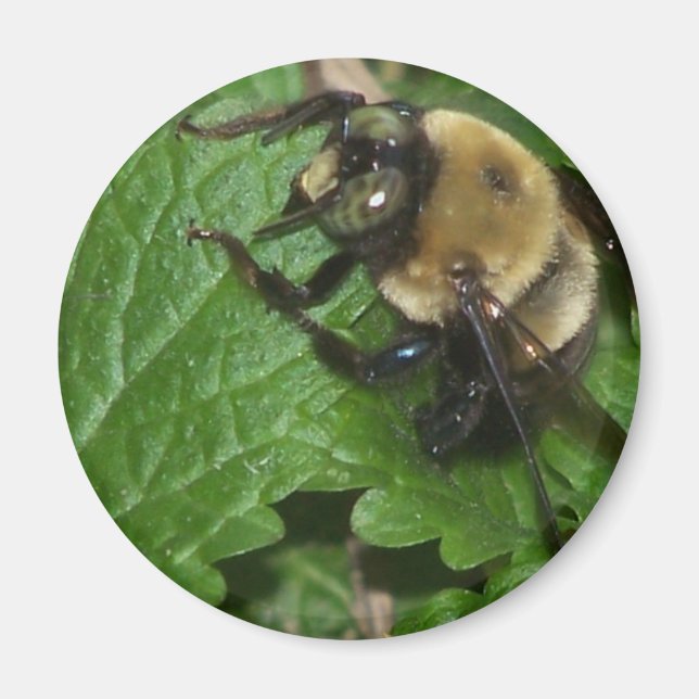 Imán Bee on Lemon Balm (Frente)