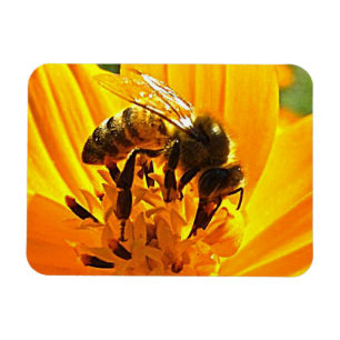 Imán Bee on the Flower