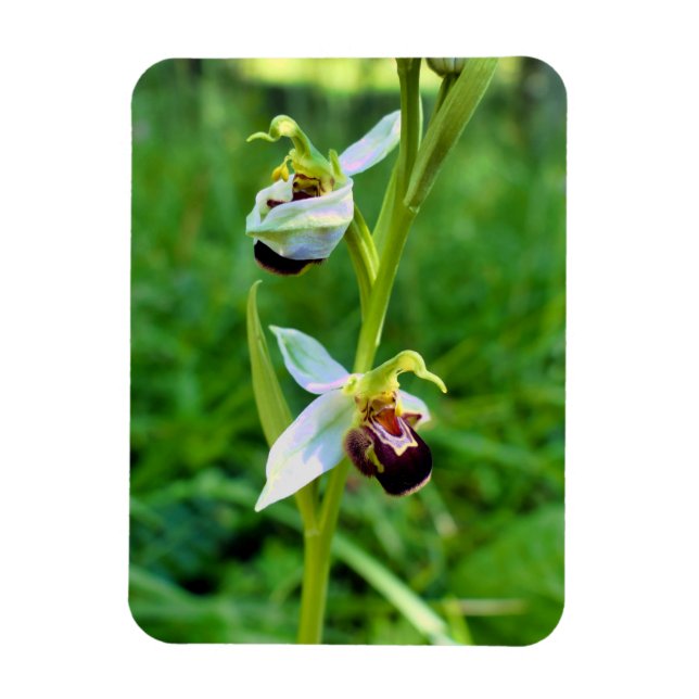 Imán Bee Orchid (Vertical)