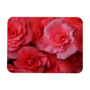 Imán Begonia rosa