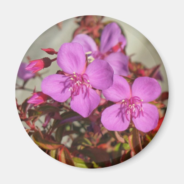 Imán Begonias (Frente)