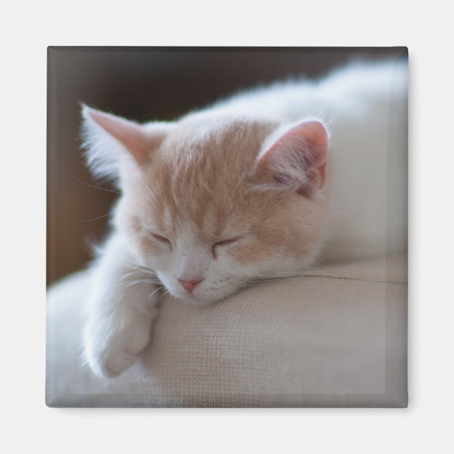Imán Beige Cansado Y Gatito Blanco (Frente)