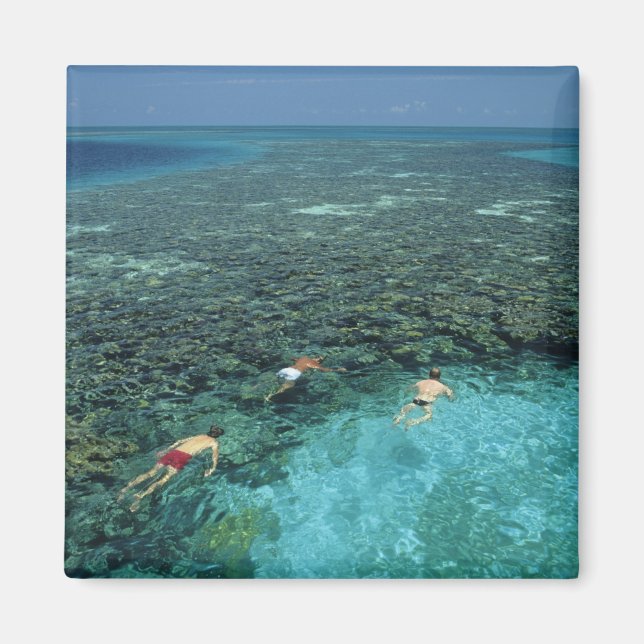 Imán Belice, Arrecife de coral, Lighthouse Reef, Azul (Frente)