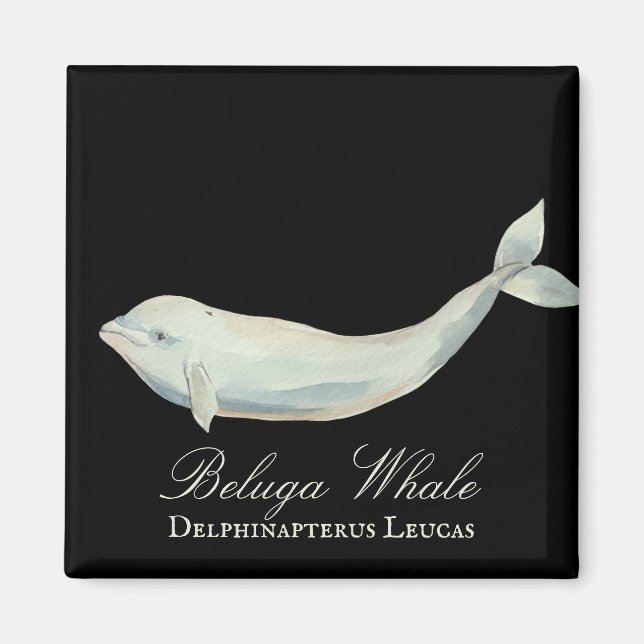 Imán Bella ballena Beluga, Delphinapterus Leucas (Frente)