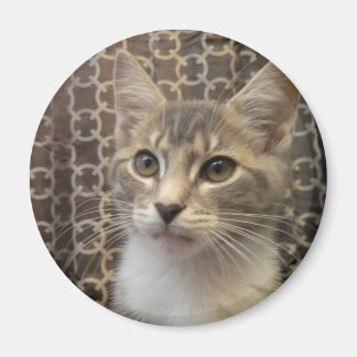 Imán Bella Magnet