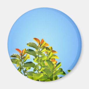 Imán bella planta verde y naranja abrazando una clara