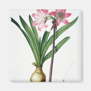 Imán Belladona del Amaryllis, de "Les Liliacees",