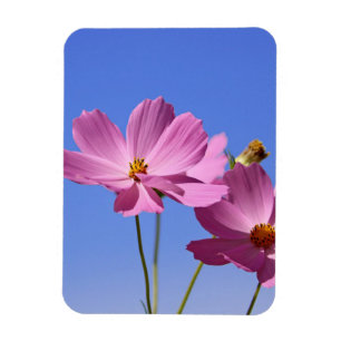Imán bellas flores rosas abrazando un cielo azul claro