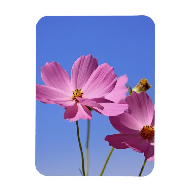 Imán bellas flores rosas abrazando un cielo azul claro (Vertical)