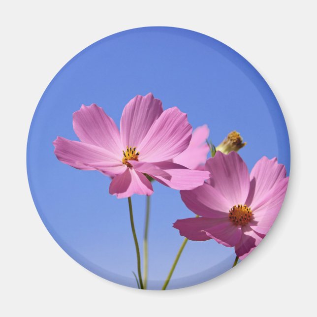 Imán bellas flores rosas abrazando un cielo azul claro (Frente)