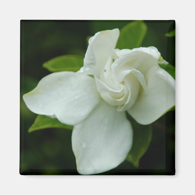 Imán Belle del Sur (Frente)