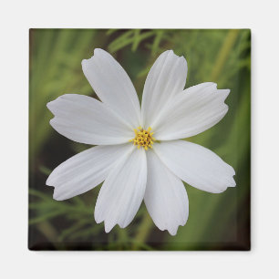 Imán Belleza blanca llana