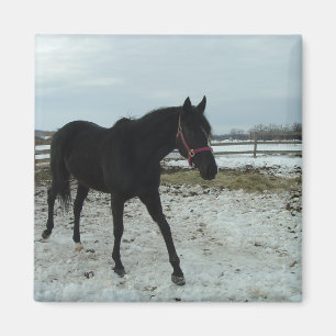 Imán Belleza de Black Stallion