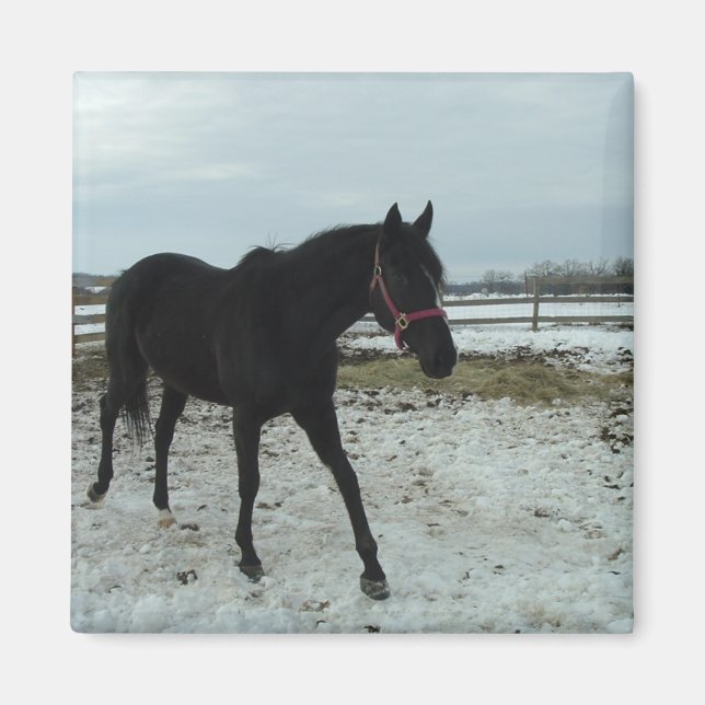 Imán Belleza de Black Stallion (Frente)