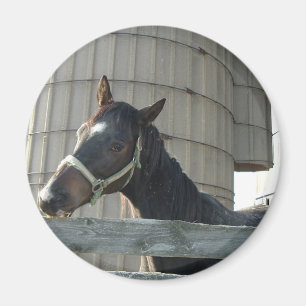 Imán Belleza de Black Stallion
