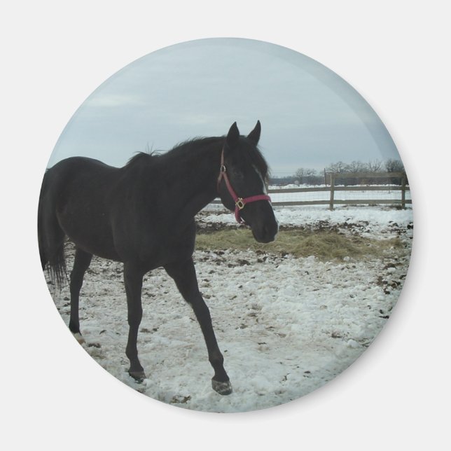 Imán Belleza de Black Stallion (Frente)