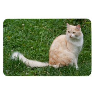 Imán Belleza de color rojo claro