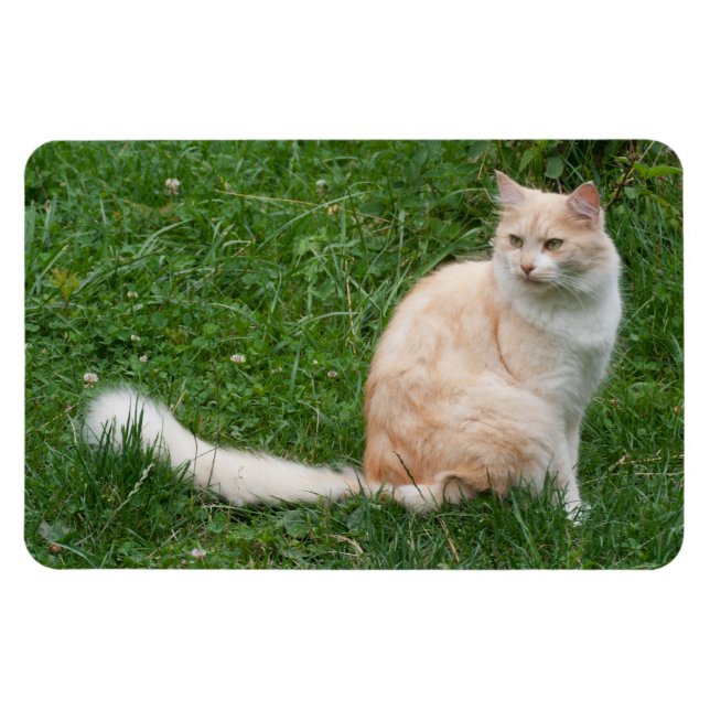 Imán Belleza de color rojo claro (Horizontal)