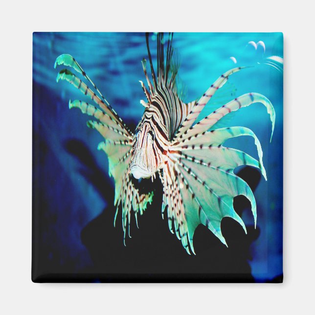 Imán Belleza de Lionfish (Frente)