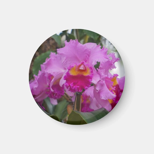 Imán Belleza de orquídea (Frente)