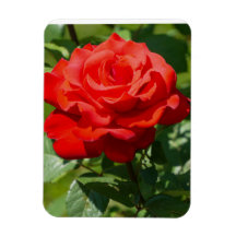 Belleza de Rosa