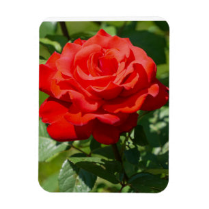 Imán Belleza de Rosa