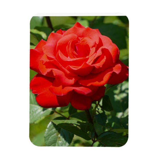 Imán Belleza de Rosa (Vertical)