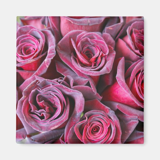 Imán Belleza de terciopelo (Frente)