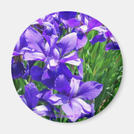 Imán Belleza púrpura