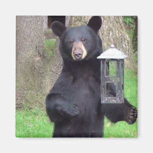 Imán Bello oso negro