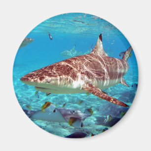Imán Bello tiburón