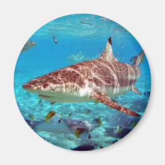 Imán Bello tiburón