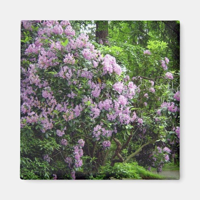 Imán Bellos Rhododendrons (Frente)