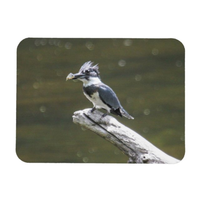 Imán Belted Kingfisher (Horizontal)