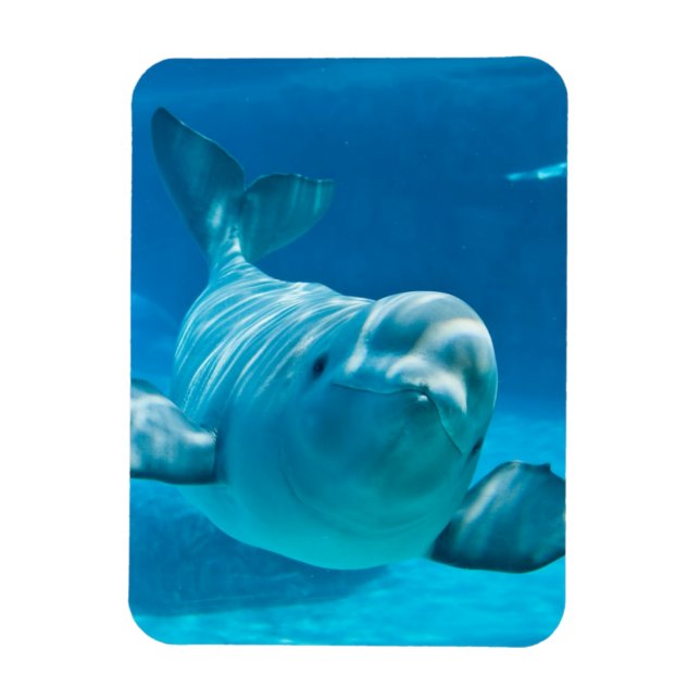 Imán Beluga Whale (Vertical)