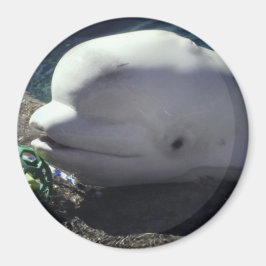 Imán Beluga Whale Magnet