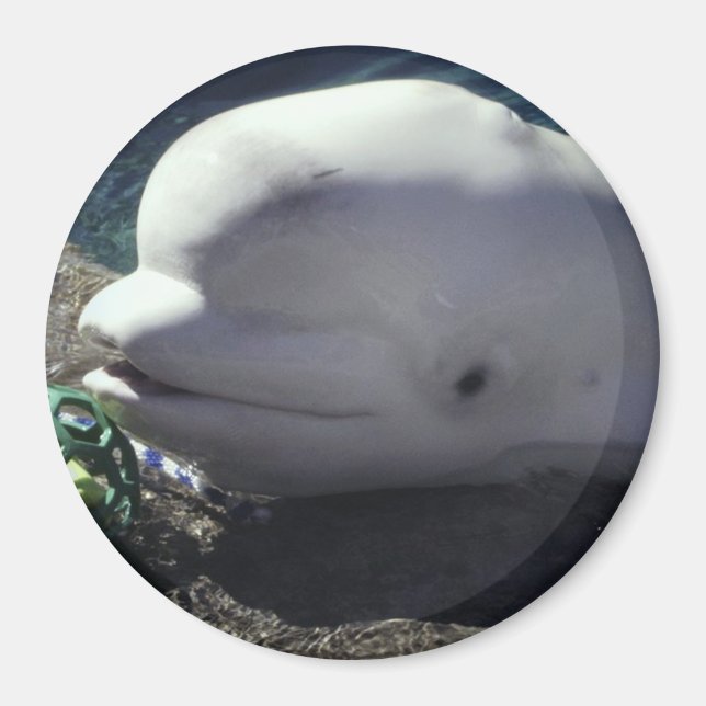 Imán Beluga Whale Magnet (Frente)