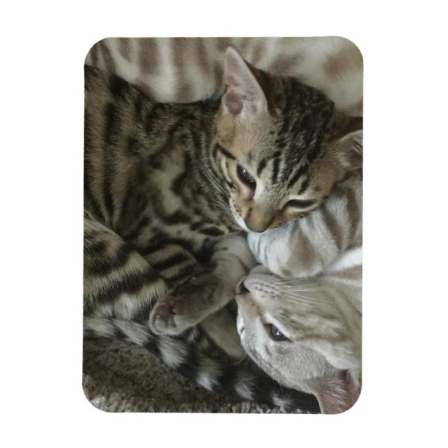 Imán Bengal Kittens Magnet (Vertical)