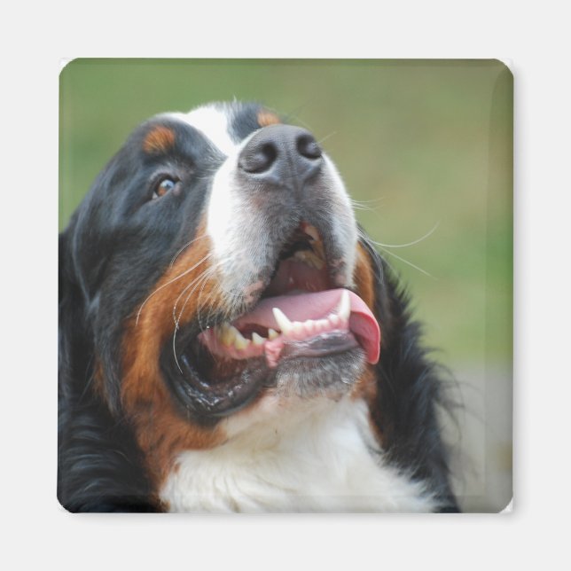 Imán Berner Sennenhund Dog Magnet (Frente)