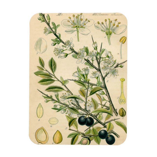 Imán Berry de flores antiguas de espinas negras (Vertical)