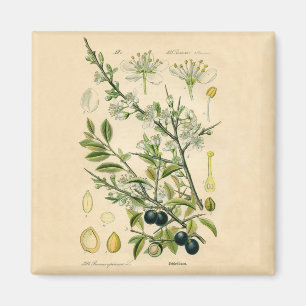 Imán Berry de flores antiguas de espinas negras