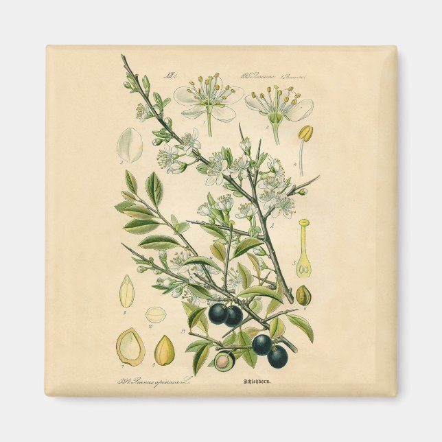 Imán Berry de flores antiguas de espinas negras (Frente)
