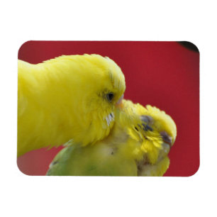 Imán ¡Besando a Budgies!